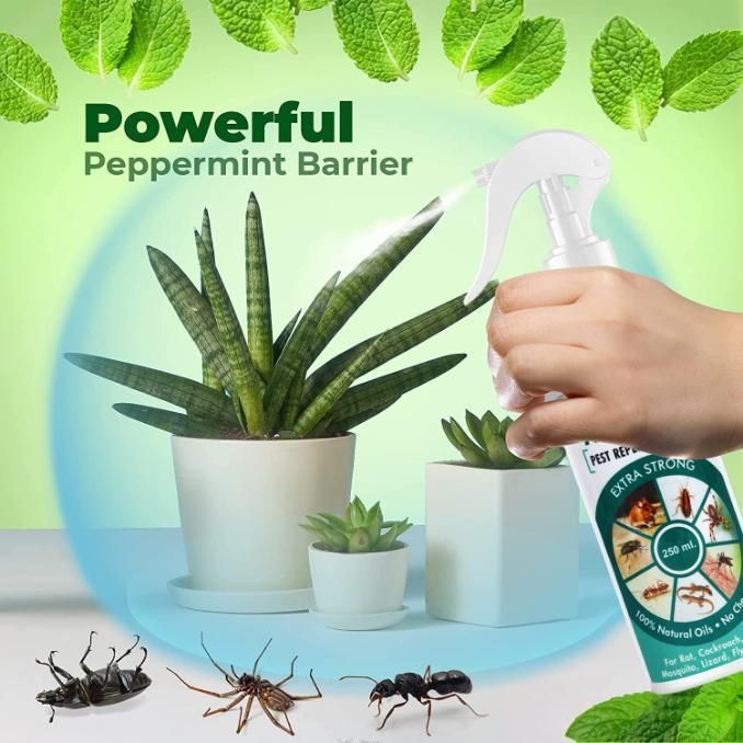 All In Pest Repellent Spray (250ml) - Catalyst Mart