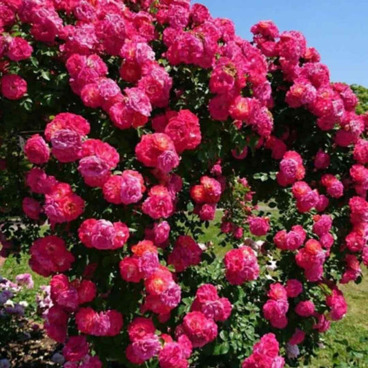 Elegant Climbing Rose Flower Seeds - Catalyst Mart