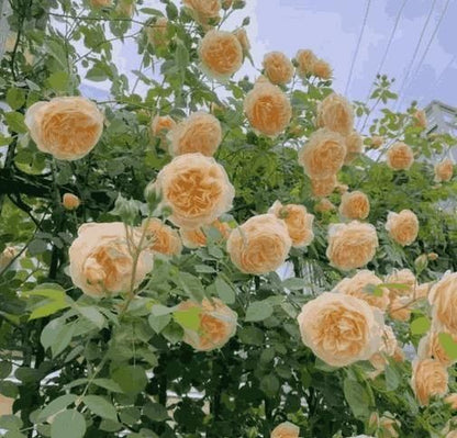 Elegant Climbing Rose Flower Seeds - Catalyst Mart