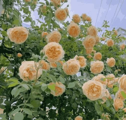 Elegant Climbing Rose Flower Seeds - Catalyst Mart